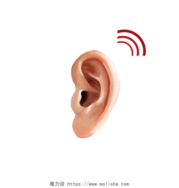 爱护耳朵日听力信号细腻写实耳朵插画全国爱耳日